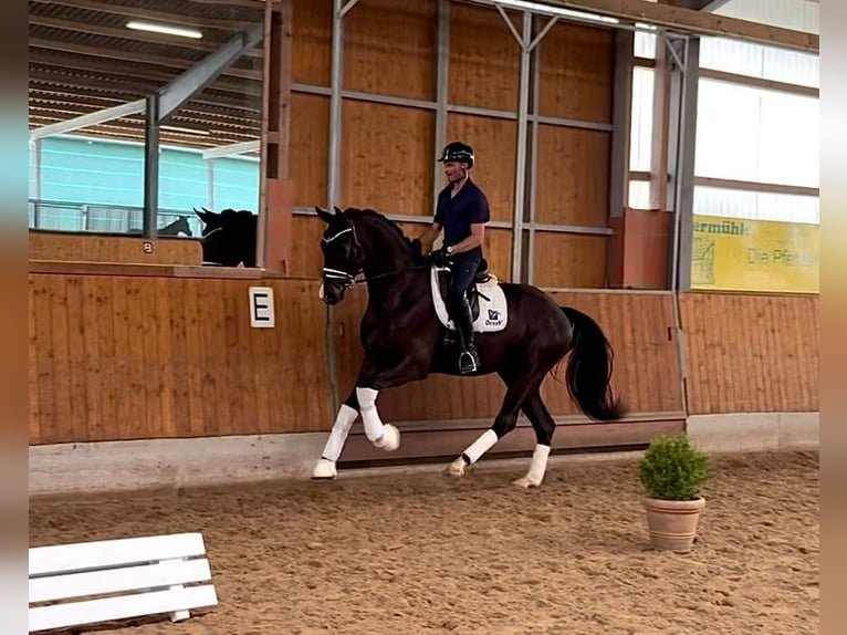 Westphalian Gelding 3 years 17 hh Black in Gleichen
