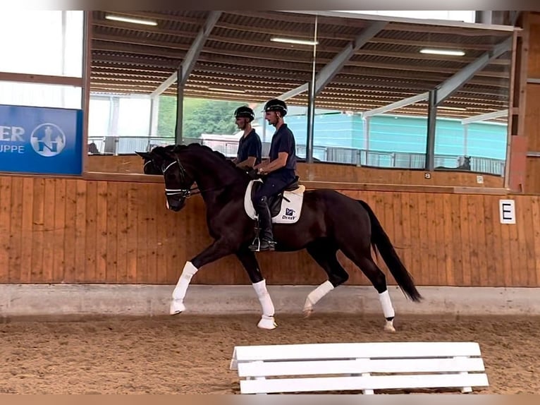 Westphalian Gelding 3 years 17 hh Black in Gleichen