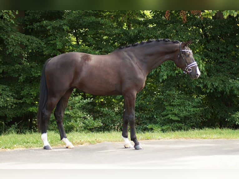 Westphalian Gelding 3 years 17 hh Black in Gleichen