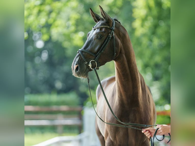 Westphalian Gelding 3 years 17 hh Black in Münster