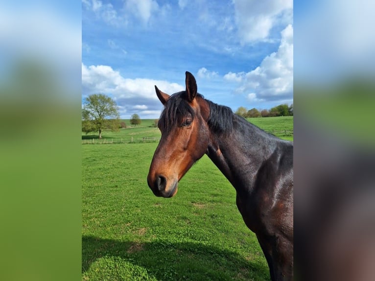 Westphalian Gelding 3 years 17 hh Brown in Coesfeld