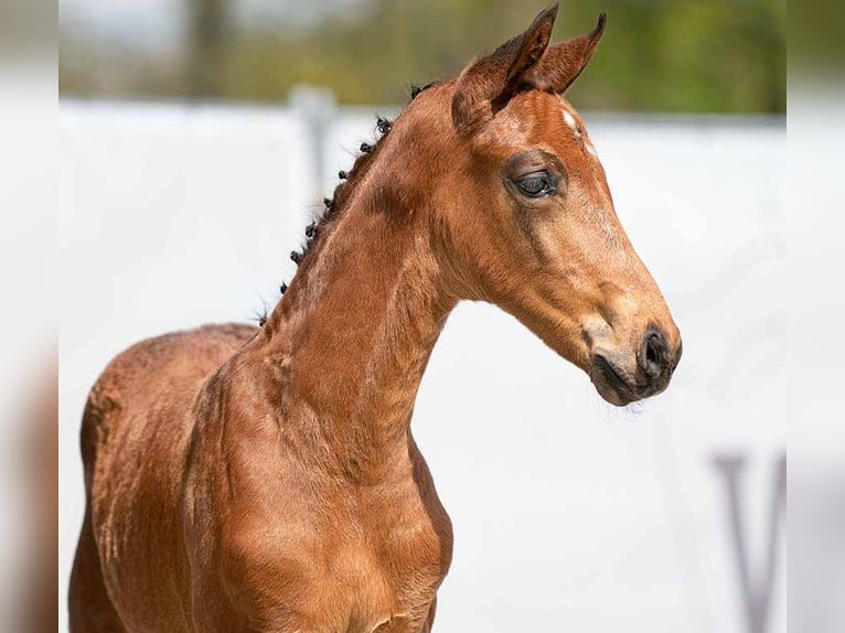 Westphalian Gelding 3 years 17 hh Brown in Coesfeld