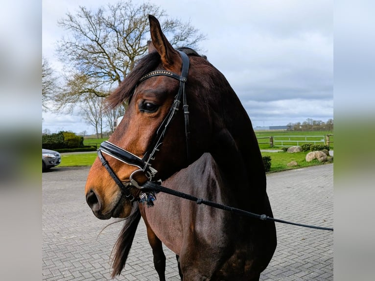 Westphalian Gelding 3 years 17 hh Brown in Coesfeld