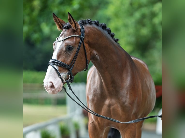 Westphalian Gelding 3 years 17 hh Brown in M&#xFC;nster-Handorf