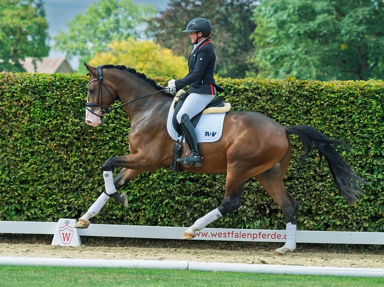 Westphalian Gelding 3 years 17 hh Brown in M&#xFC;nster-Handorf