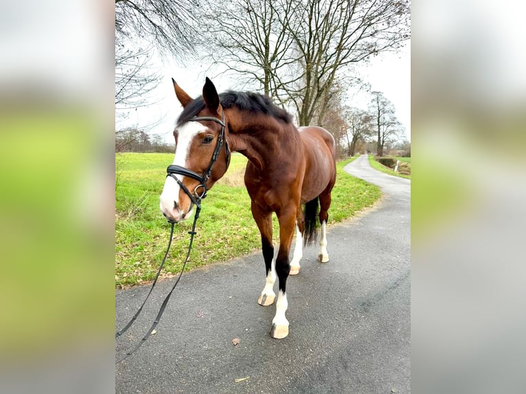 Westphalian Gelding 3 years 17 hh Brown in Lingen