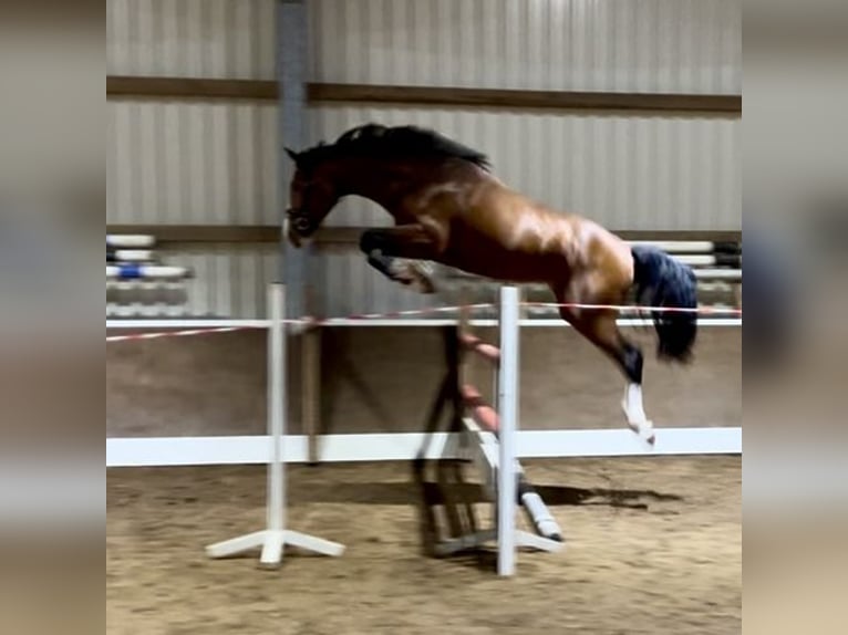 Westphalian Gelding 3 years 17 hh Brown in Lingen