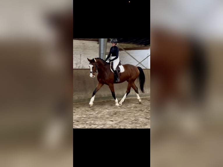 Westphalian Gelding 3 years 17 hh Brown in Lingen