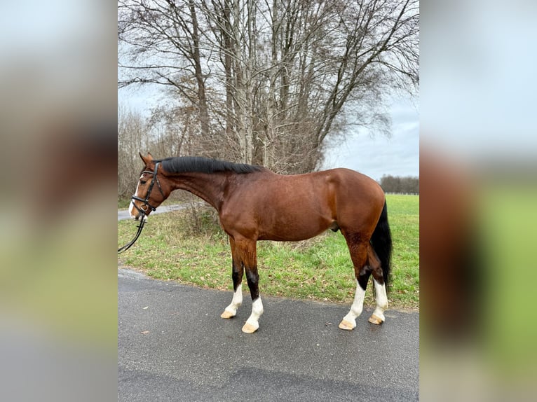 Westphalian Gelding 3 years 17 hh Brown in Lingen