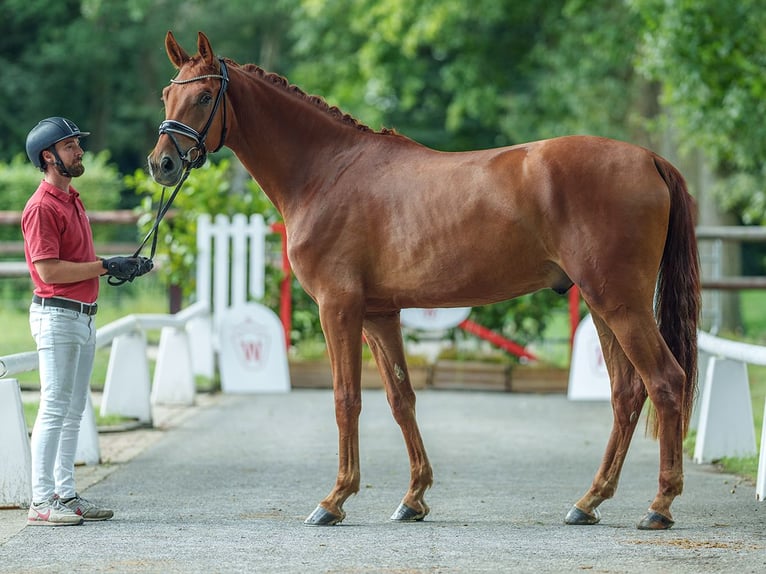 Westphalian Gelding 3 years 17 hh Chestnut-Red in Münster