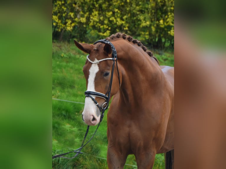 Westphalian Gelding 3 years 17,2 hh Chestnut-Red in F&#xFC;rstenau