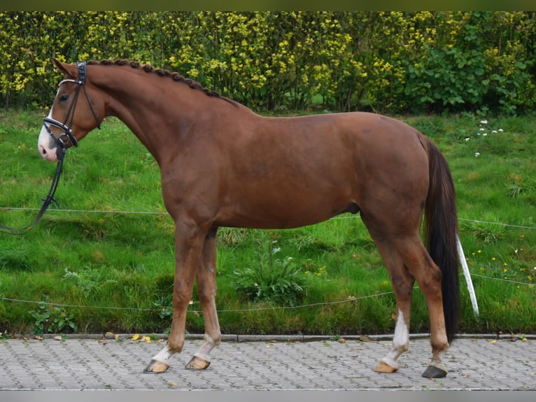 Westphalian Gelding 3 years 17,2 hh Chestnut-Red in F&#xFC;rstenau