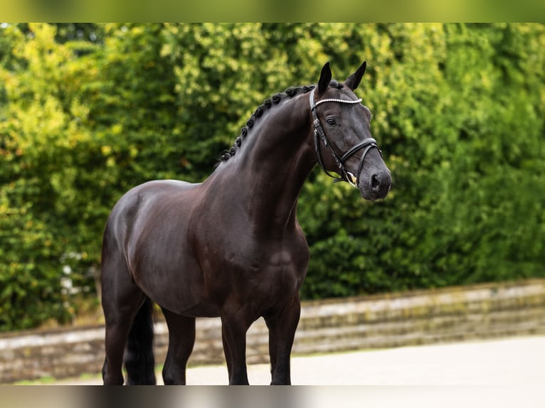 Westphalian Gelding 3 years Black in Bocholt