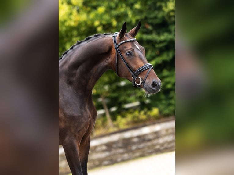 Westphalian Gelding 3 years Brown in Bocholt