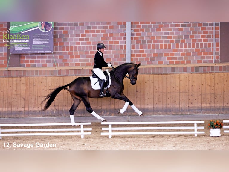 Westphalian Gelding 3 years Brown in Bocholt