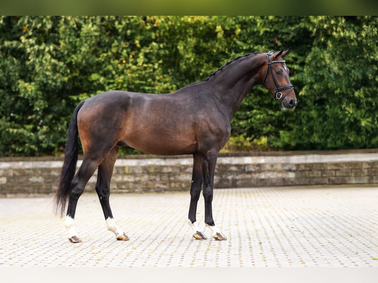 Westphalian Gelding 3 years Brown in Bocholt