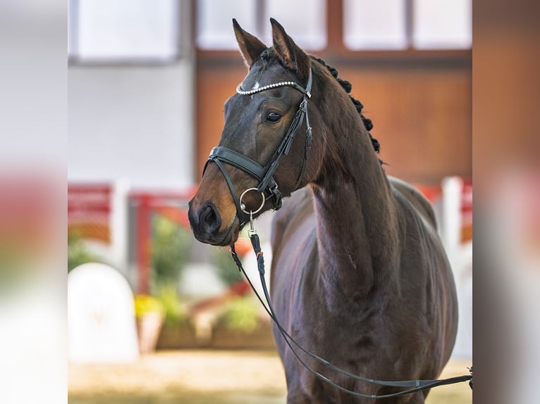Westphalian Gelding 3 years Brown in Münster-Handorf
