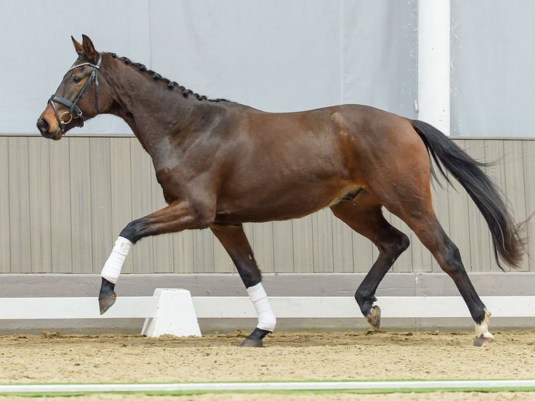 Westphalian Gelding 3 years Brown in Münster-Handorf