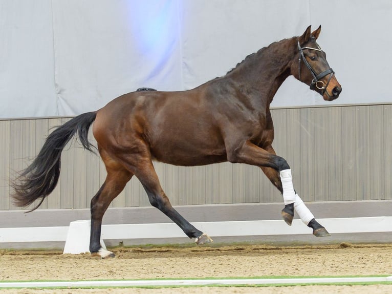 Westphalian Gelding 3 years Brown in Münster-Handorf