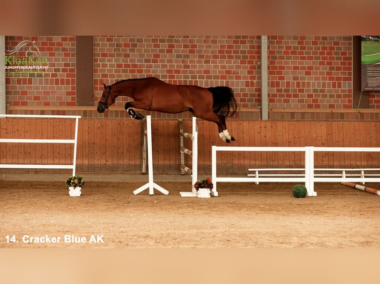 Westphalian Gelding 3 years Brown in Bocholt