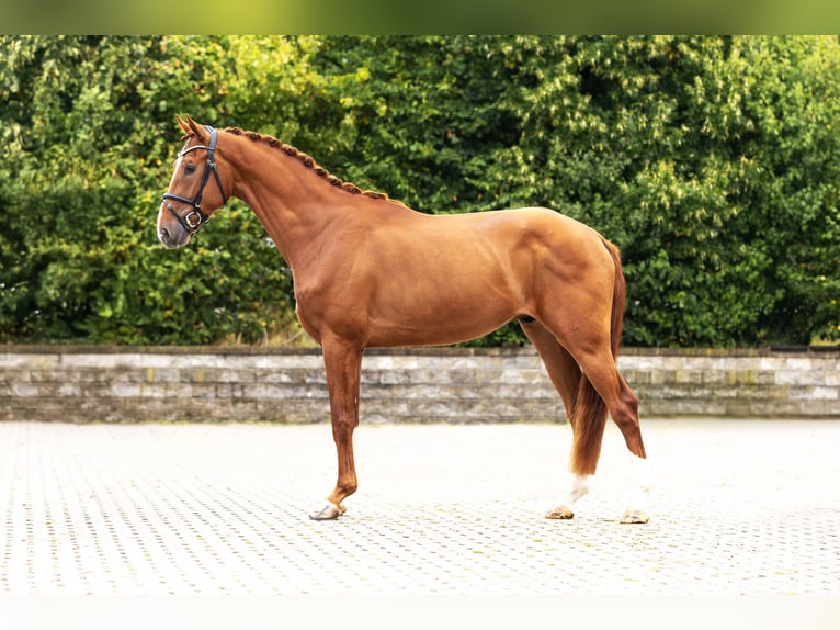 Westphalian Gelding 3 years Chestnut-Red in Bocholt