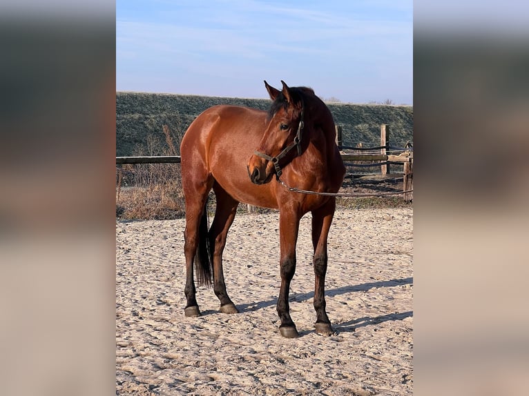 Westphalian Gelding 3 years  in Bottrop