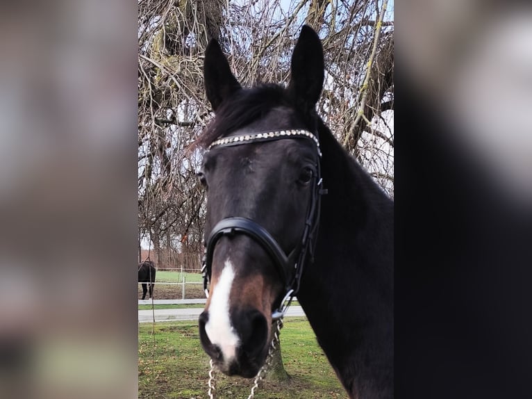 Westphalian Gelding 4 years 15,2 hh Bay-Dark in Bad Laer