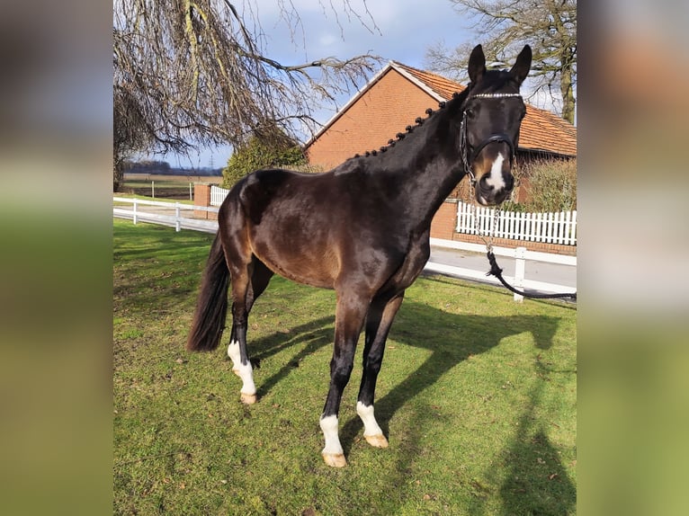 Westphalian Gelding 4 years 15,2 hh Bay-Dark in Bad Laer