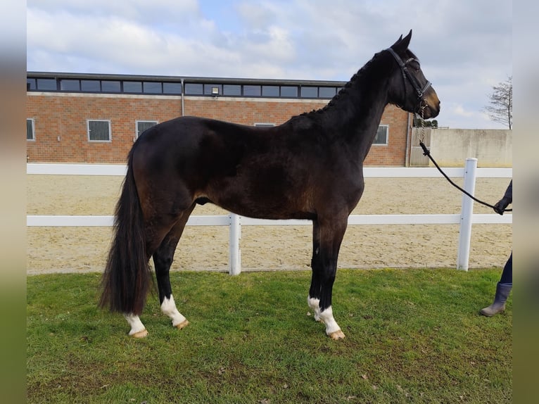 Westphalian Gelding 4 years 15,2 hh Bay-Dark in Bad Laer