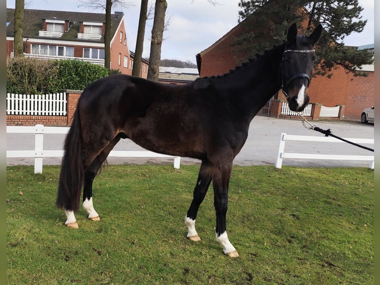 Westphalian Gelding 4 years 15,2 hh Bay-Dark in Bad Laer