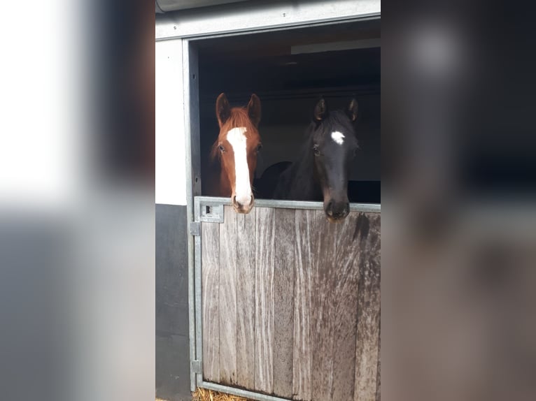 Westphalian Gelding 4 years 15.2 hh Black in Nümbrecht