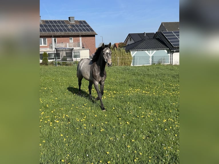 Westphalian Gelding 4 years 15.2 hh Can be white in Borgentreich