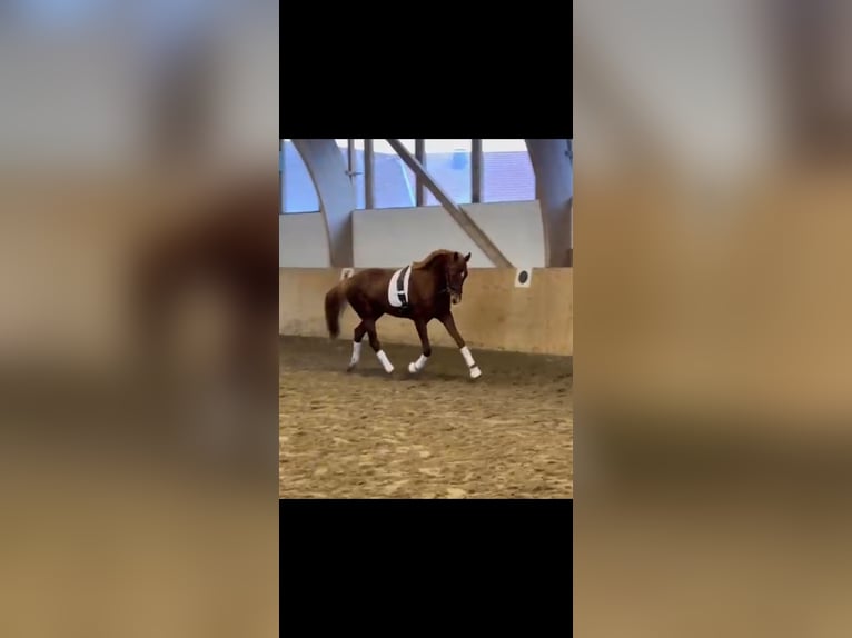 Westphalian Gelding 4 years 15,2 hh Chestnut-Red in Rheda-Wiedenbrück