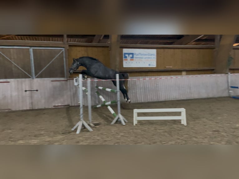 Westphalian Gelding 4 years 15,2 hh Gray in Schenklengsfeld