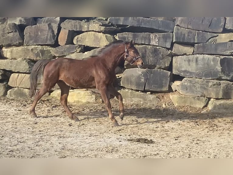 Westphalian Gelding 4 years 15,2 hh Sorrel in Lindlar