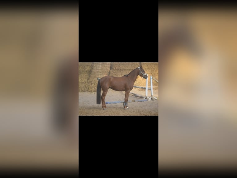 Westphalian Gelding 4 years 15,2 hh Sorrel in Overath