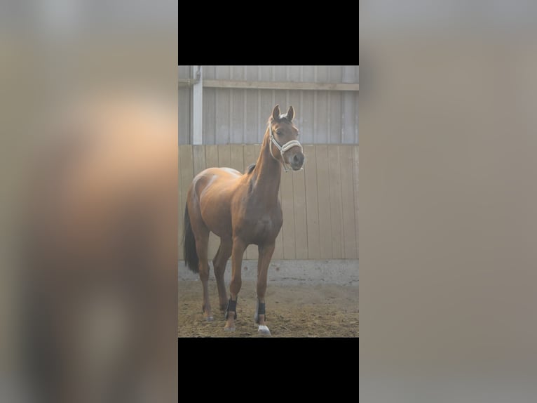 Westphalian Gelding 4 years 15,2 hh Sorrel in Overath