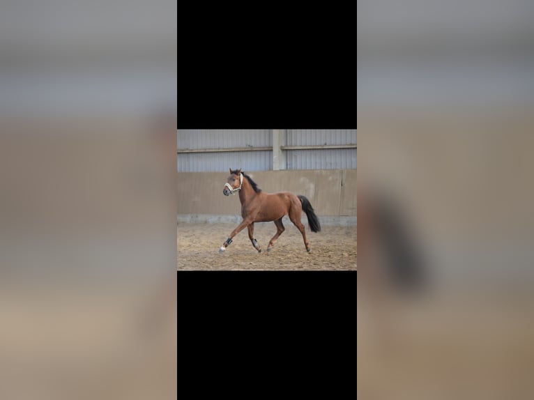 Westphalian Gelding 4 years 15,2 hh Sorrel in Overath