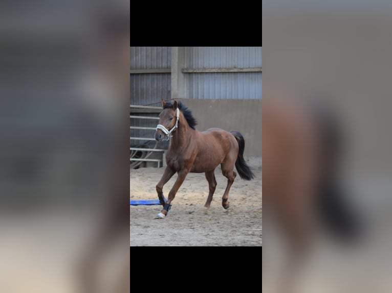 Westphalian Gelding 4 years 15,2 hh Sorrel in Overath