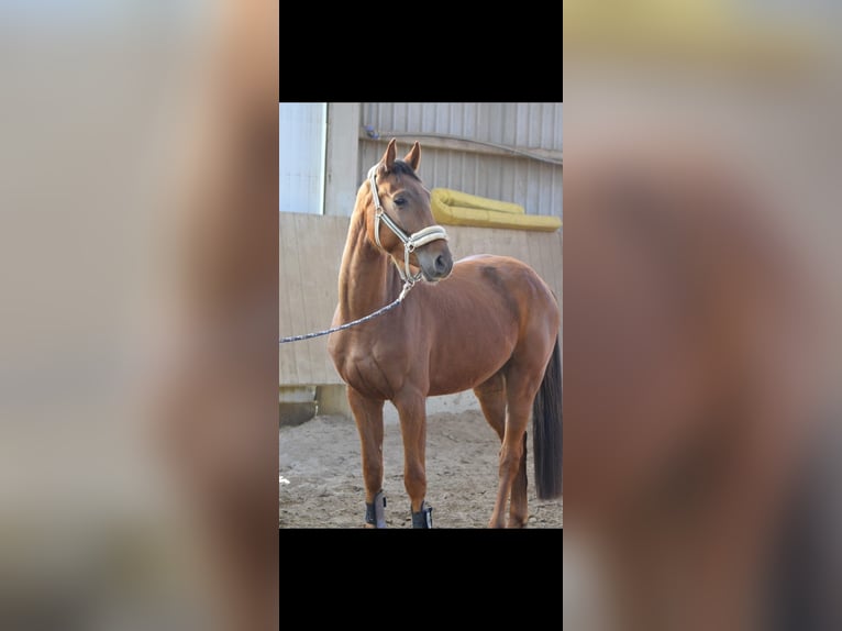 Westphalian Gelding 4 years 15,2 hh Sorrel in Overath