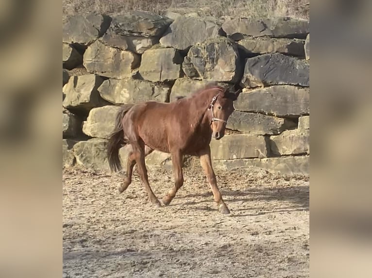 Westphalian Gelding 4 years 15,2 hh Sorrel in Overath