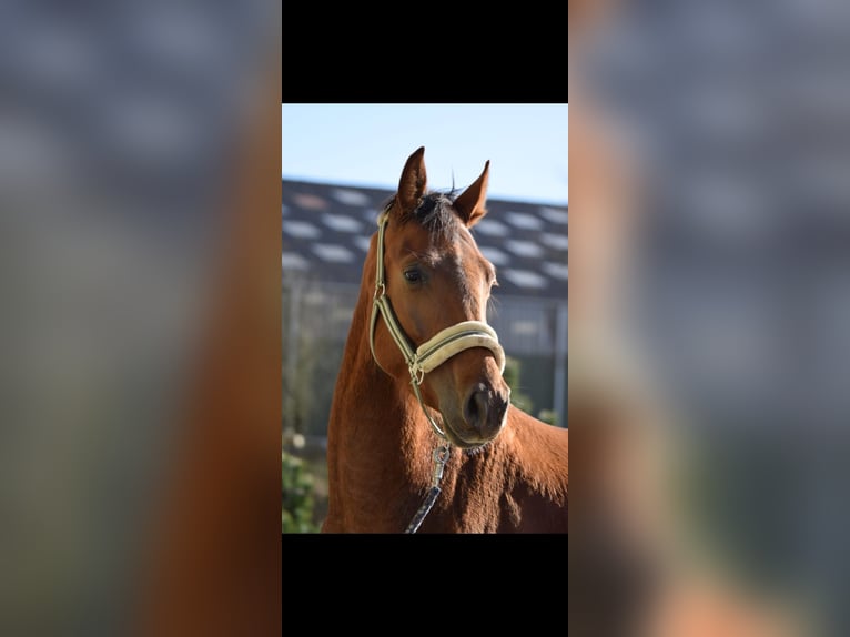 Westphalian Gelding 4 years 15,2 hh Sorrel in Overath