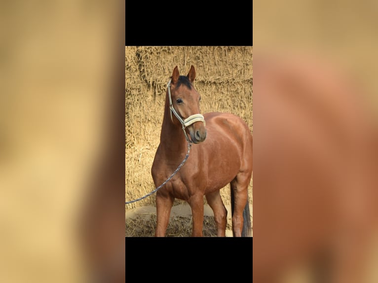 Westphalian Gelding 4 years 15,2 hh Sorrel in Overath