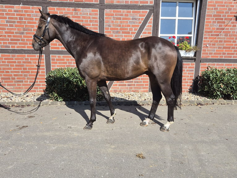 Westphalian Gelding 4 years 15,3 hh Bay-Dark in Borken