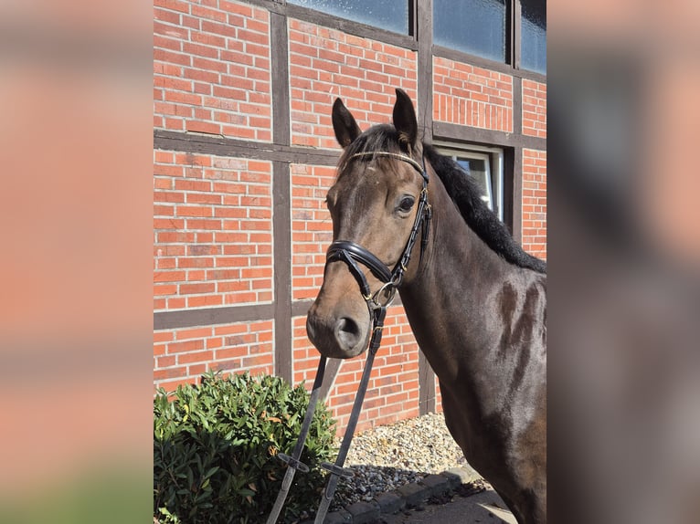 Westphalian Gelding 4 years 15,3 hh Bay-Dark in Borken