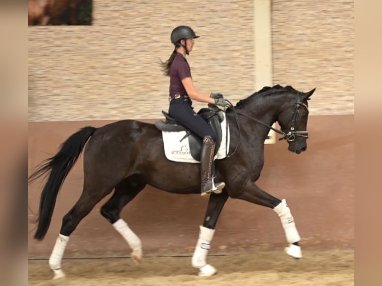 Westphalian Gelding 4 years 15.3 hh Black in Wehringen