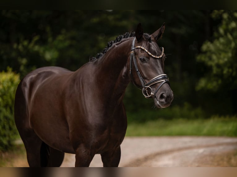 Westphalian Gelding 4 years 15.3 hh Black in Wehringen