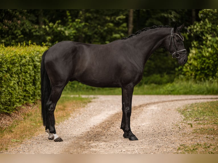 Westphalian Gelding 4 years 15.3 hh Black in Wehringen