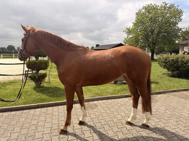 Westphalian Gelding 4 years 15.3 hh Chestnut-Red in Nordwalde