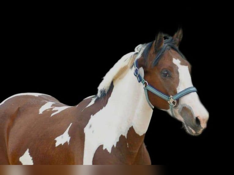 Westphalian Gelding 4 years 15,3 hh Pinto in Borgentreich